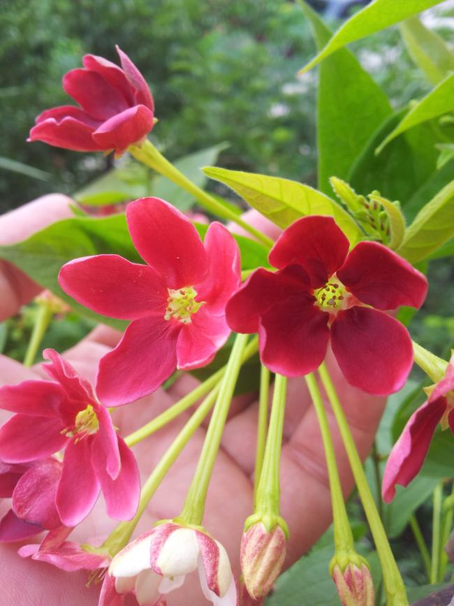 Name:  20180527_085751-min.jpg
Views: 340
Size:  67.7 KB