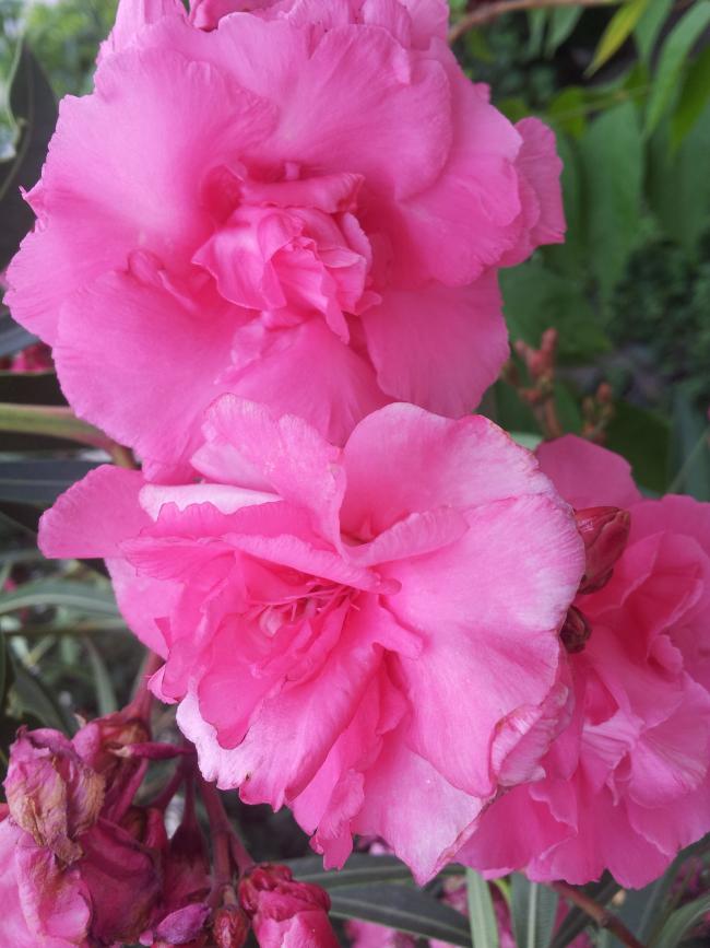 Name:  20180527_085912-min.jpg
Views: 314
Size:  62.8 KB