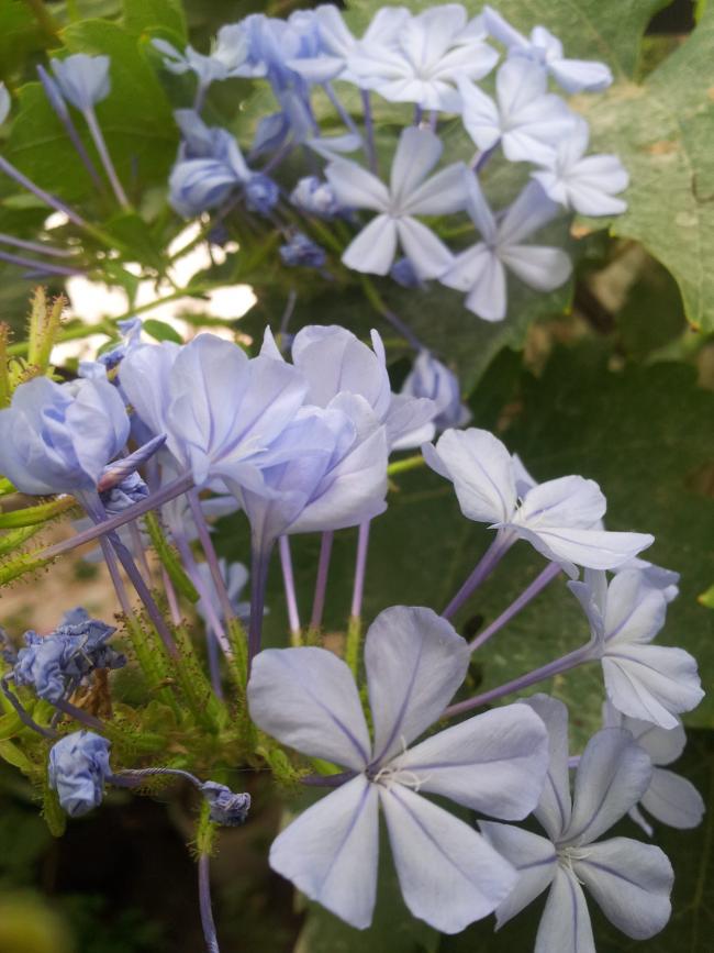 Name:  20180527_085234-min.jpg
Views: 322
Size:  68.3 KB