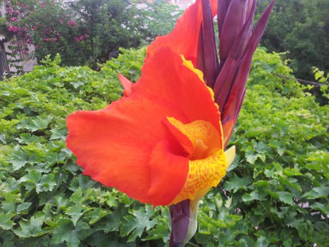 Name:  20180527_083858-min.jpg
Views: 340
Size:  60.9 KB