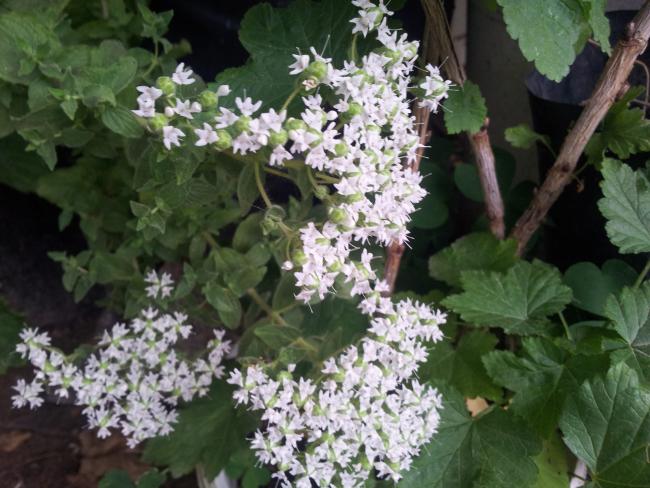 Name:  20180527_084241-min.jpg
Views: 325
Size:  56.0 KB