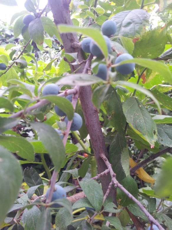 Name:  20180527_084643-min.jpg
Views: 272
Size:  73.6 KB
