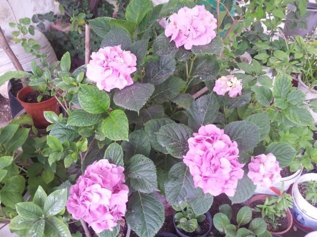 Name:  20180527_084211-min.jpg
Views: 295
Size:  70.8 KB