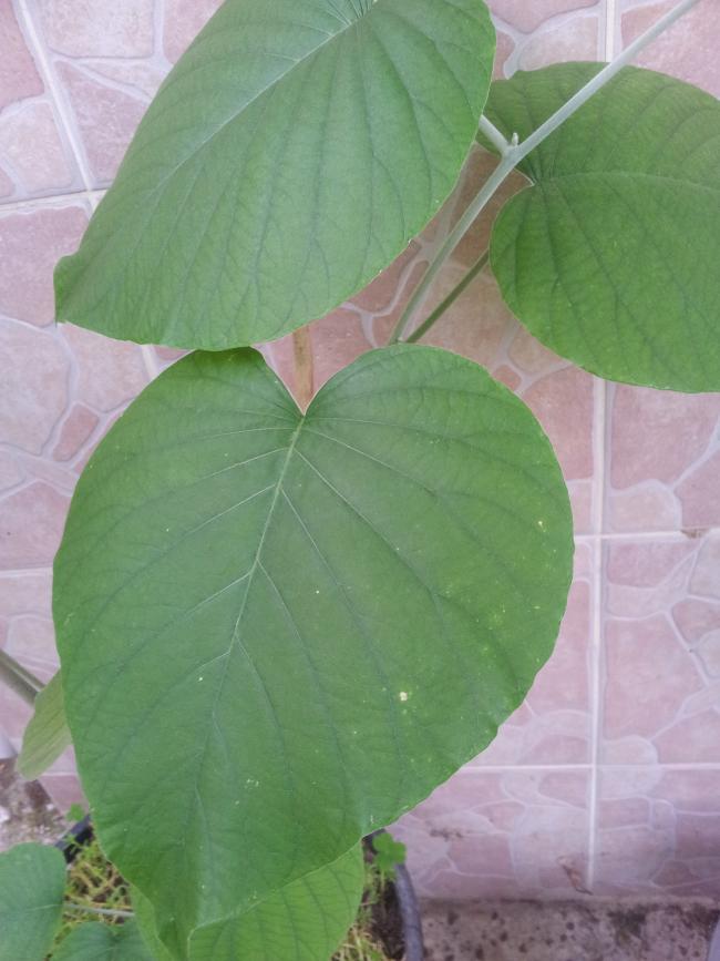 Name:  20180527_085209-min.jpg
Views: 297
Size:  57.4 KB