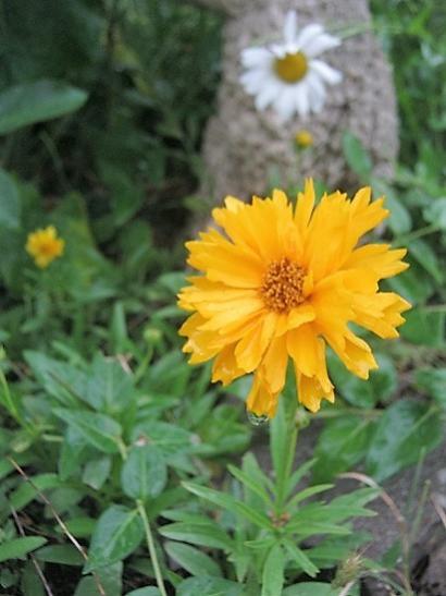 Name:  coreopsis.jpg
Views: 451
Size:  32.9 KB