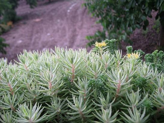 Name:  sedum l..jpg
Views: 470
Size:  48.7 KB