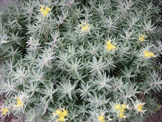 Name:  sedum l.1.jpg
Views: 468
Size:  70.8 KB