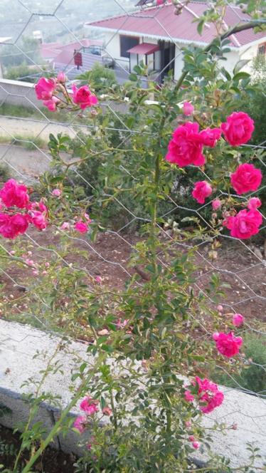 Name:  346.jpg
Views: 331
Size:  63.7 KB