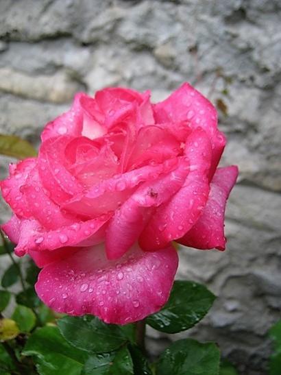 Name:  gl-.jpg
Views: 452
Size:  33.4 KB