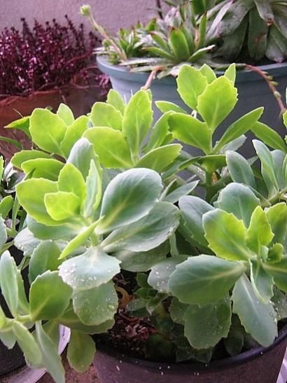 Name:  sedum a. j..jpg
Views: 458
Size:  45.9 KB