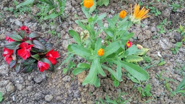 Name:  IMG_20180525_080151_HDR (600 x 338).jpg
Views: 289
Size:  57.6 KB