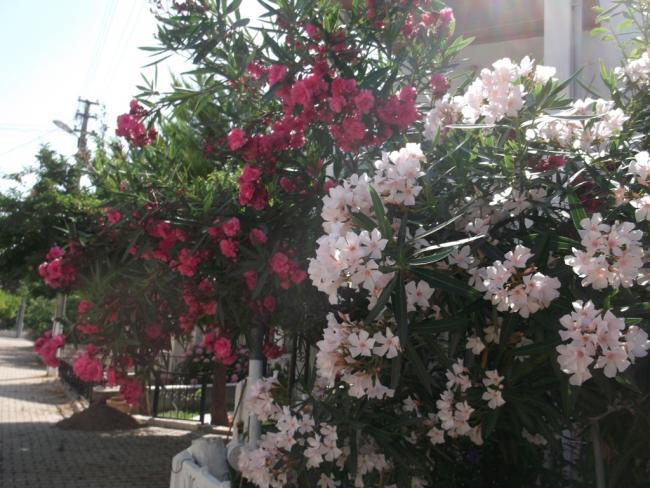 Name:  DSCF1483.jpg
Views: 385
Size:  62.2 KB