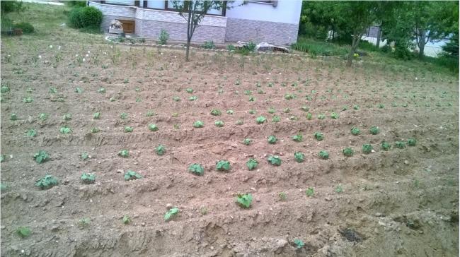 Name:  bahe 27.05.2018.jpg
Views: 794
Size:  58.1 KB