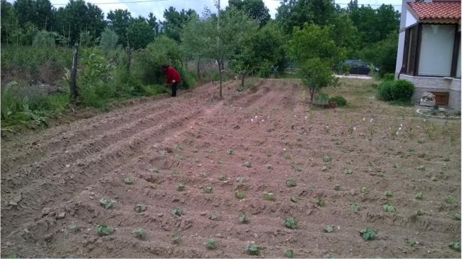 Name:  bahe bizimki 27.05.2018.jpg
Views: 748
Size:  50.6 KB