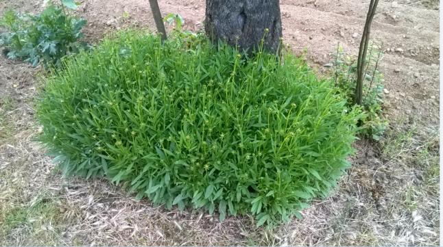 Name:  coreopsis 27.05.2018.jpg
Views: 764
Size:  70.0 KB