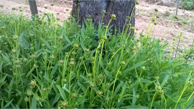 Name:  coreopsis 2 - 27.05.2018.jpg
Views: 776
Size:  64.5 KB