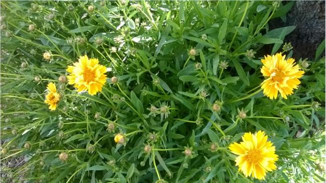 Name:  coreopsis 3 - 30.05.2018.jpg
Views: 780
Size:  63.6 KB