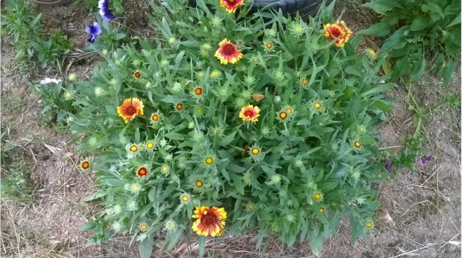 Name:  gayret iei 2 27.05.2018.jpg
Views: 757
Size:  66.9 KB