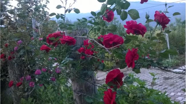 Name:  asma gl 27.05.2018.jpg
Views: 738
Size:  49.5 KB