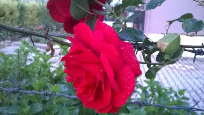 Name:  asma gl 2 27.05.2018.jpg
Views: 719
Size:  37.2 KB