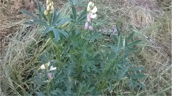Name:  yabani lupin 27.05.2018.jpg
Views: 723
Size:  60.4 KB