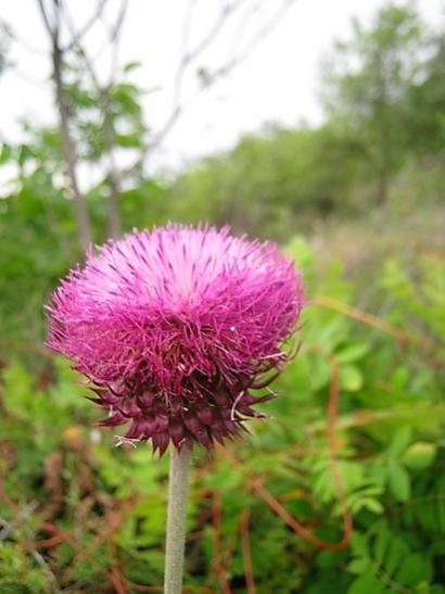 Name:  adn unuttum.jpg
Views: 392
Size:  31.9 KB