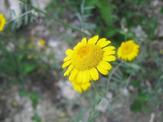 Name:  sar boya paptyas.jpg
Views: 385
Size:  24.8 KB