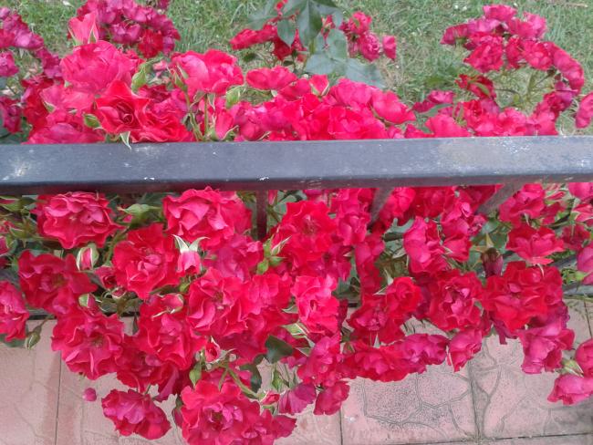 Name:  20180531_194732.jpg
Views: 914
Size:  69.3 KB