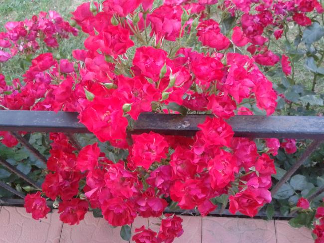 Name:  20180531_201558.jpg
Views: 920
Size:  63.9 KB