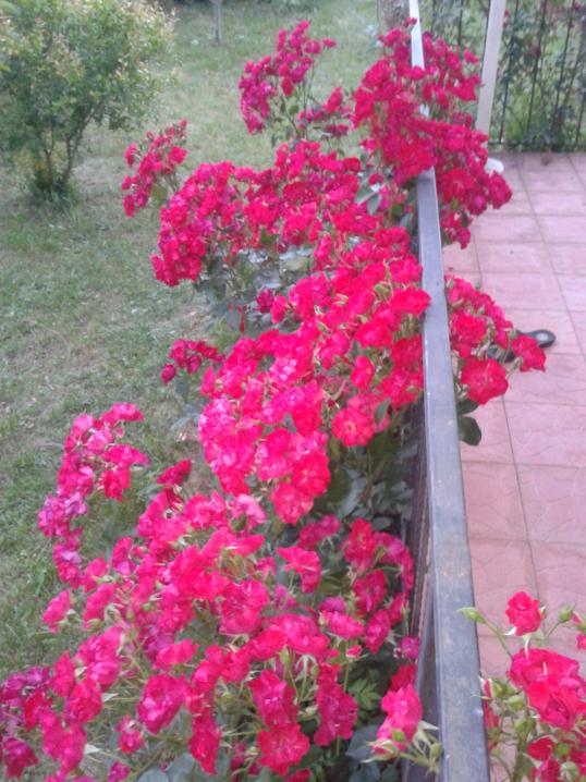 Name:  20180531_205850.jpg
Views: 913
Size:  75.5 KB