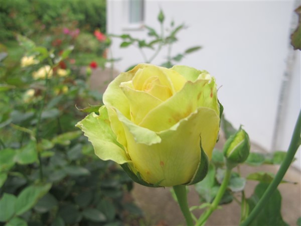 Name:  IMG_3320 (600 x 450).jpg
Views: 628
Size:  52.5 KB