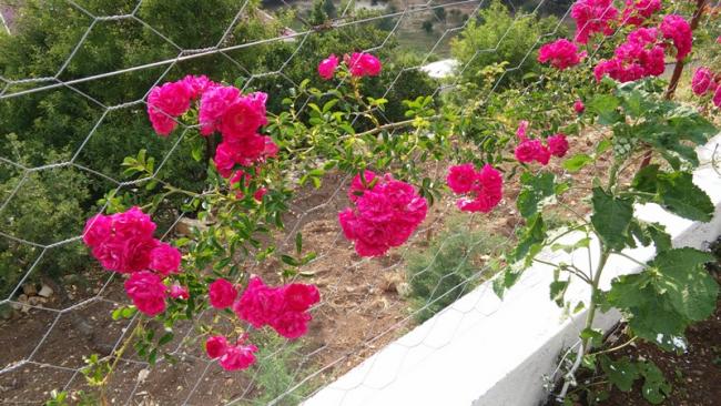 Name:  088.jpg
Views: 273
Size:  65.6 KB