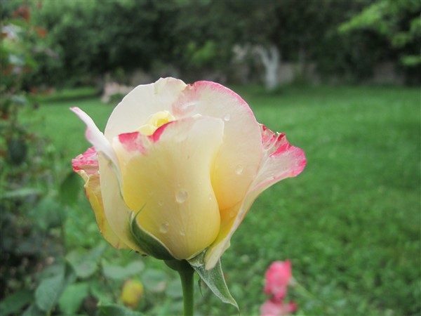 Name:  IMG_3268 (600 x 450).jpg
Views: 612
Size:  55.3 KB