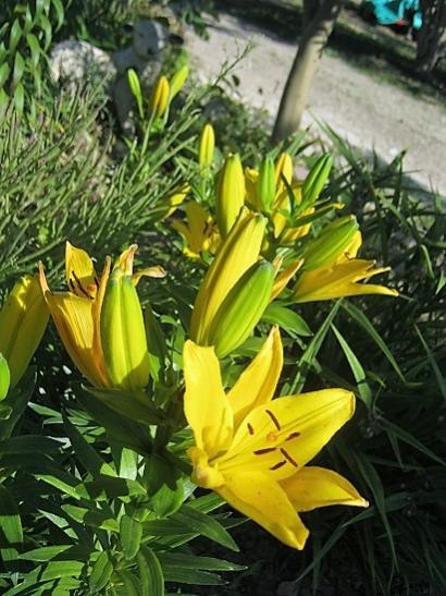 Name:  lilium.jpg
Views: 1098
Size:  51.5 KB