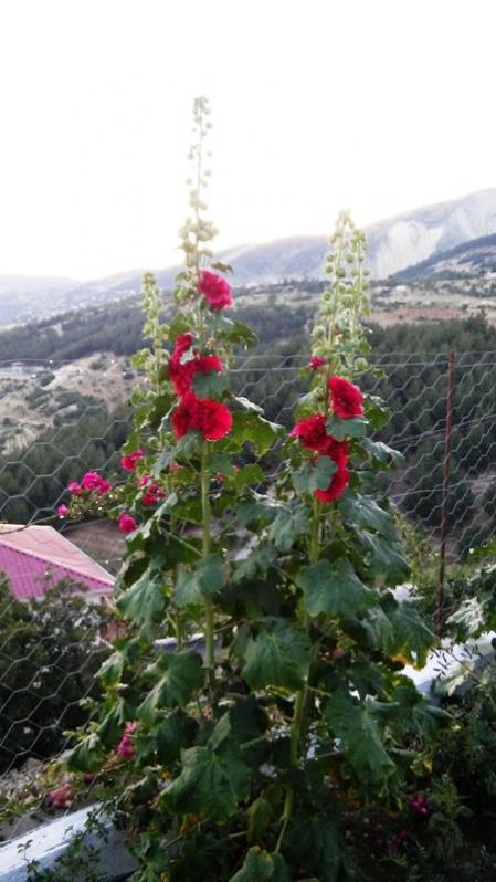 Name:  059.jpg
Views: 407
Size:  55.4 KB