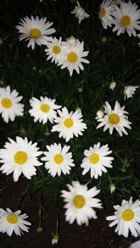 Name:  108.jpg
Views: 411
Size:  51.8 KB
