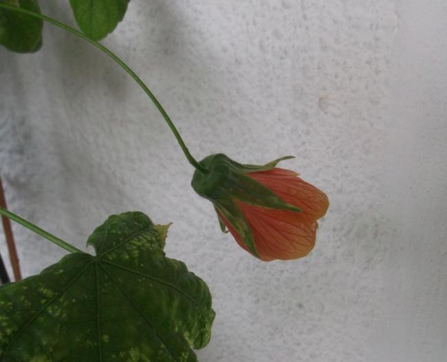 Name:  DSCF1509.jpg
Views: 761
Size:  29.3 KB