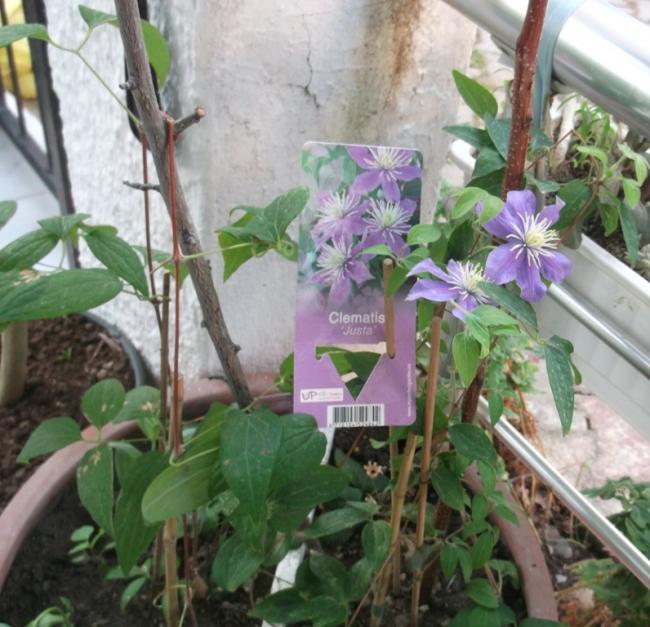 Name:  DSCF1514.jpg
Views: 713
Size:  63.5 KB