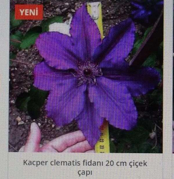 Name:  DSCF1533.jpg
Views: 706
Size:  70.1 KB