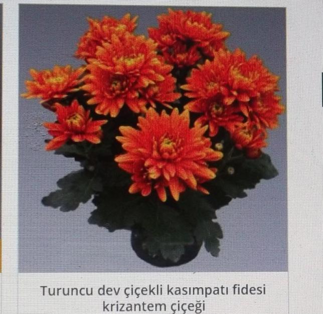 Name:  DSCF1525.jpg
Views: 716
Size:  70.0 KB