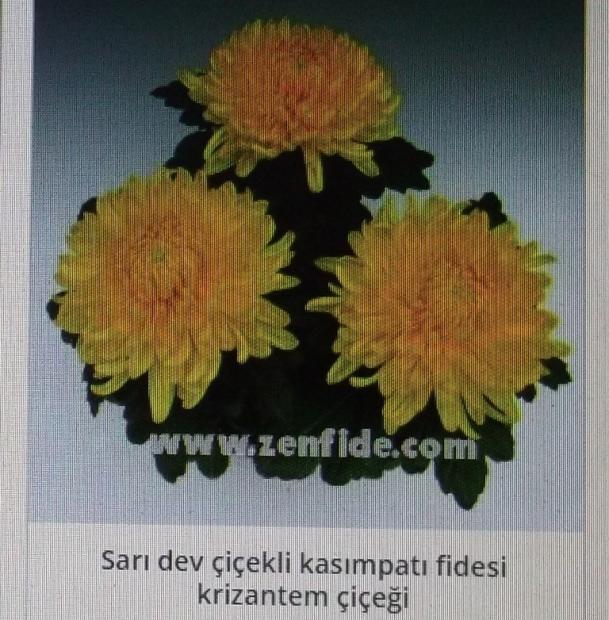 Name:  DSCF1528.jpg
Views: 695
Size:  69.7 KB