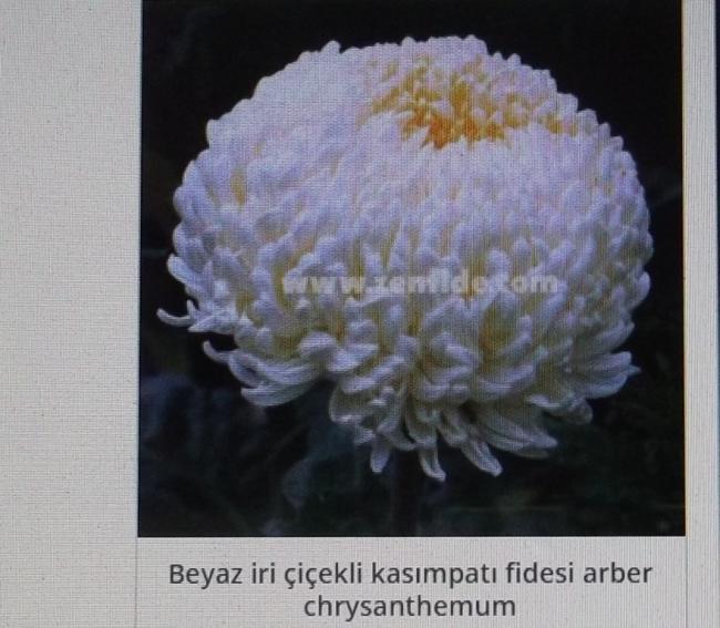 Name:  DSCF1531.jpg
Views: 706
Size:  51.9 KB