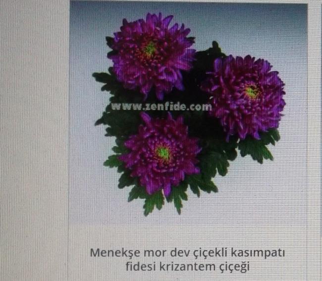 Name:  DSCF1529.jpg
Views: 689
Size:  65.4 KB