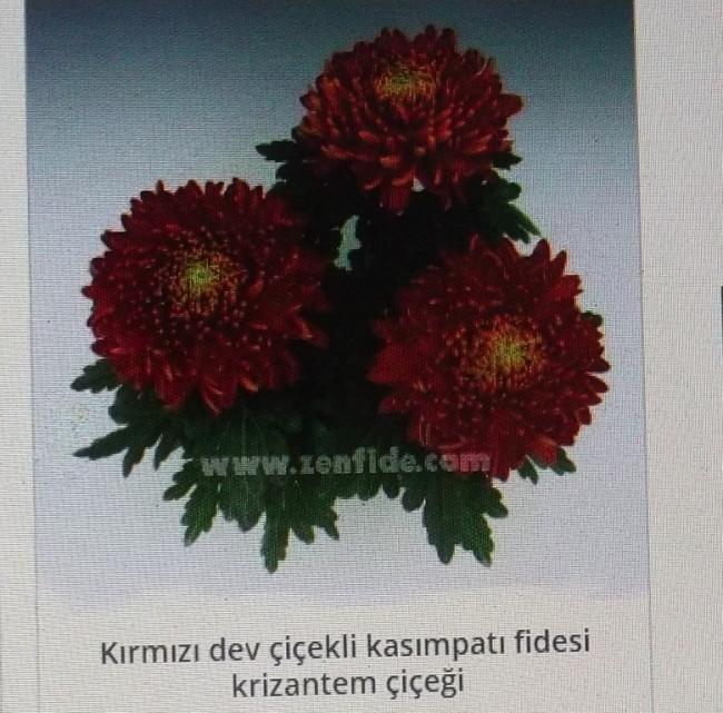 Name:  DSCF1530.jpg
Views: 698
Size:  69.0 KB