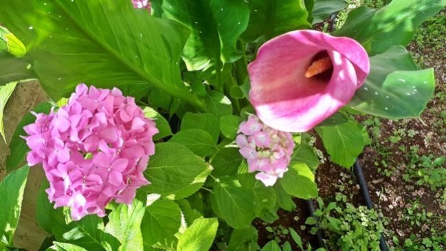 Name:  20180611_154903.jpg
Views: 849
Size:  53.5 KB