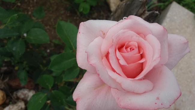 Name:  34880775_2098769807052042_8087600620128698368_n.jpg
Views: 402
Size:  22.2 KB