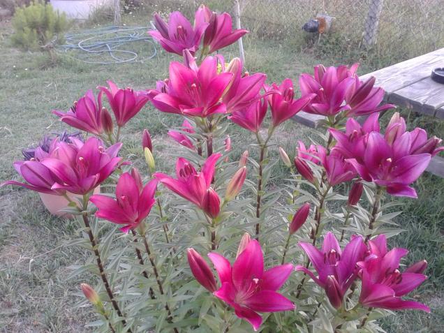 Name:  20180611_202114-min.jpg
Views: 814
Size:  70.5 KB