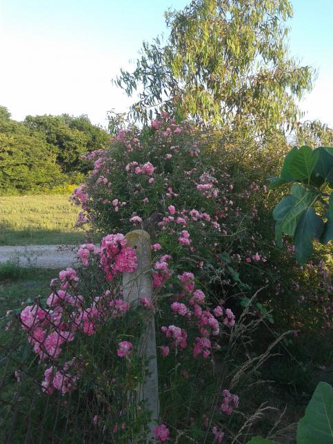 Name:  20180611_202232-min.jpg
Views: 787
Size:  72.7 KB