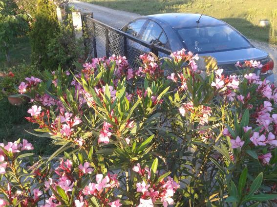 Name:  20180611_202148-min.jpg
Views: 815
Size:  72.4 KB