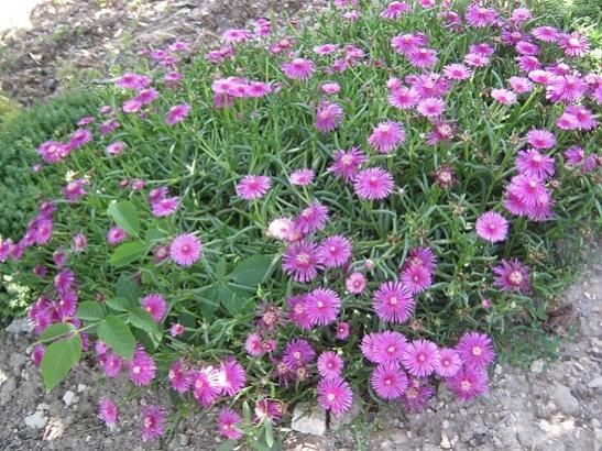 Name:  delosperma.jpg
Views: 1016
Size:  69.8 KB